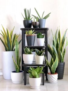 Sansevieria